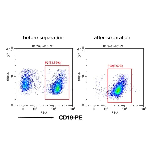 Mouse CD19+ Cell Separation Kit