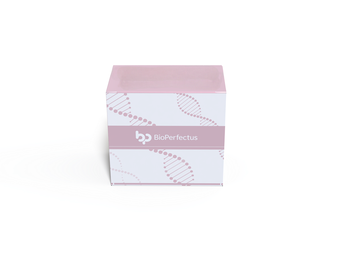 Human Cytomegalovirus Real Time PCR Kit