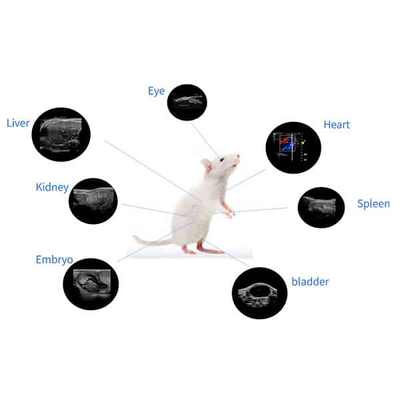 How Can I Monitor Cerebral Blood Flow With LSCI?