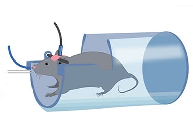 Olfactometer: Advancing Olfactory Function Assessment