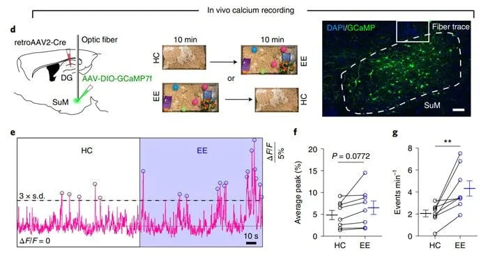 Using fiber photometry to detect the activity of SuM-DG neuronal projections in novel environments