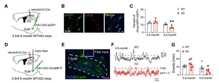 Using fiber photometry to detect the activity of SuM-DG neuronal projections in AD mice