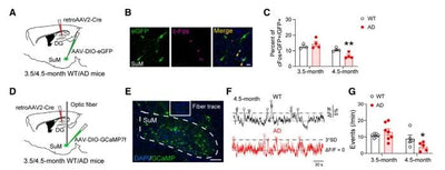 Using fiber photometry to detect the activity of SuM-DG neuronal projections in AD mice