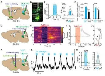 Using fiber photometry to detect dynamic changes in calcium signaling in LDT (GABA) neurons of awake mice under different sensory stimuli