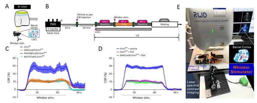 User Case: Laser Speckle Imaging System (LSCI), Record blood flow changes in the barrel cortex of adult mice receiving tamoxifen for detecting the changes of regional CBF mediated by Glu-NsMJ sensory input-evoked