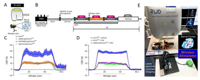 User Case: Laser Speckle Imaging System (LSCI), Record blood flow changes in the barrel cortex of adult mice receiving tamoxifen for detecting the changes of regional CBF mediated by Glu-NsMJ sensory input-evoked