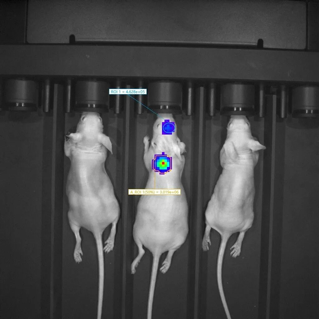 Small animal in vivo imaging system