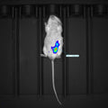 Small Animal In Vivo Imaging System