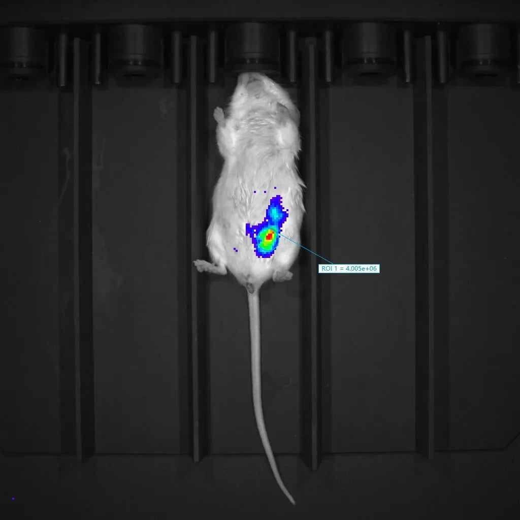 small animal in vivo imaging system