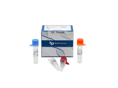BioPerfectus Anaplasma Phagocytophilum Real Time PCR Kit