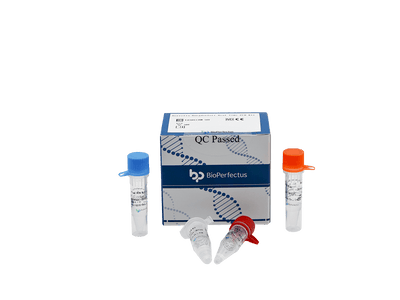 BioPerfectus Borrelia Burgdorferi Real Time PCR Kit