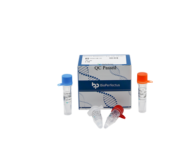 Borrelia Burgdorferi Real Time PCR Kit