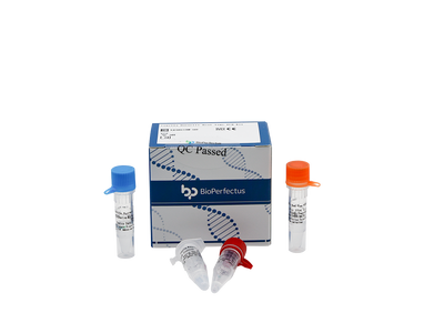 Coxiella Burnetii Real Time PCR Kit