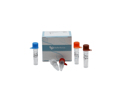 BioPerfectus Hantavirus Real Time PCR Kit 50 Tests/Kit