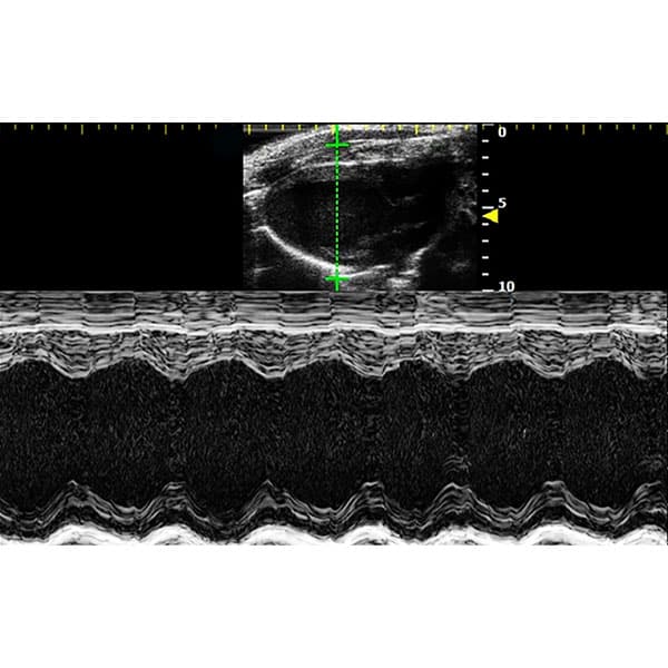 RWD High Frequency Small Animal Ultrasound Imaging System (RevoSilex F30/F60)