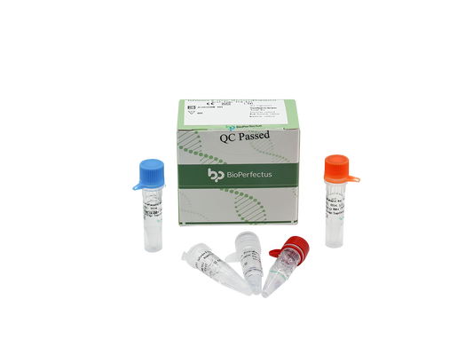 Influenza B virus (Victoria & Yamagata) Real Time PCR Kit