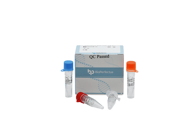 BioPerfectus Leptospira Real Time PCR Kit