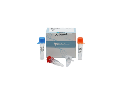 Leptospira Real Time PCR Kit
