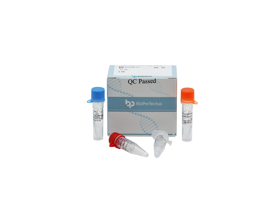 Leptospira Real Time PCR Kit