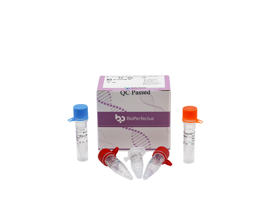 Mycoplasma Hominis Real Time PCR Kit