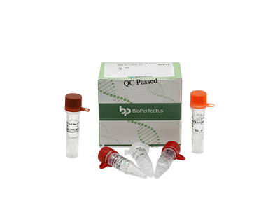 Mycoplasma Pneumoniae Real Time PCR Kit