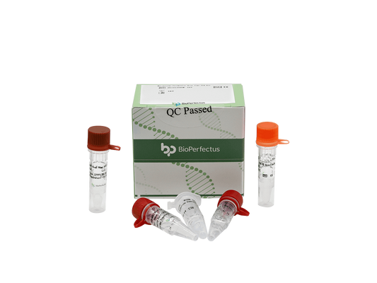 Mycoplasma Pneumoniae Real Time PCR Kit
