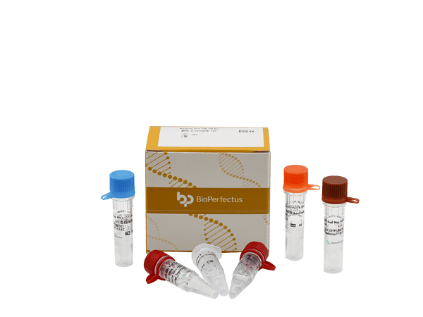BioPerfectus Norovirus Real Time PCR Kit