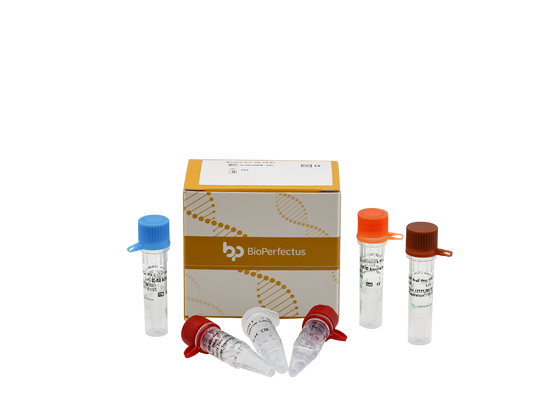 Norovirus Real Time PCR Kit