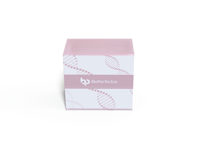 Human Cytomegalovirus Real Time PCR Kit