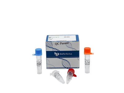 BioPerfectus Rickettsia typhi Real Time PCR Kit