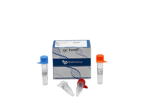 BioPerfectus Rickettsia typhi Real Time PCR Kit