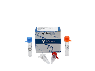 Rickettsia typhi Real Time PCR Kit