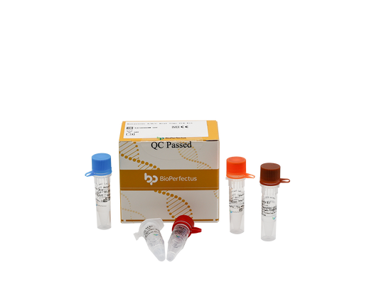Rotavirus A/B/C Real Time PCR Kit