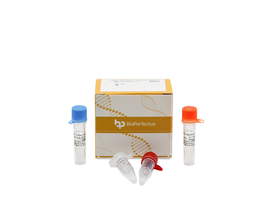 Salmonella Typhi/Salmonella Paratyphi Real Time PCR Kit