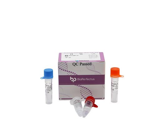 Treponema Pallidum Real Time PCR Kit
