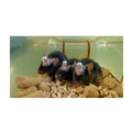 RWD Laboratory Animals Brain Single Cannula