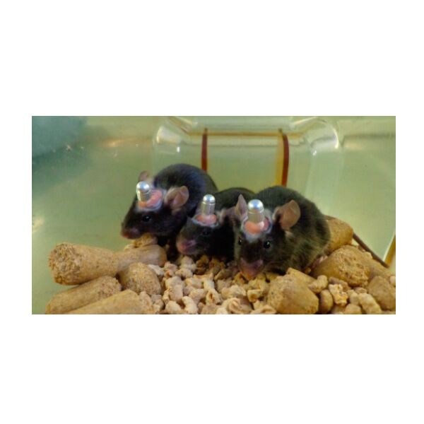 RWD Laboratory Animals Brain Single Cannula